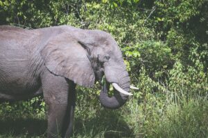 Zatímco slon indický je velmi klidné a mírumilovné zvíře. Slon africký je nebezpečný