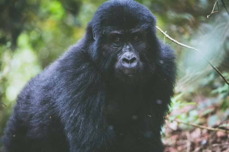 Z Queen Elisabeth National Parku jsme vyrazili do Bwindi National Parku na gorily