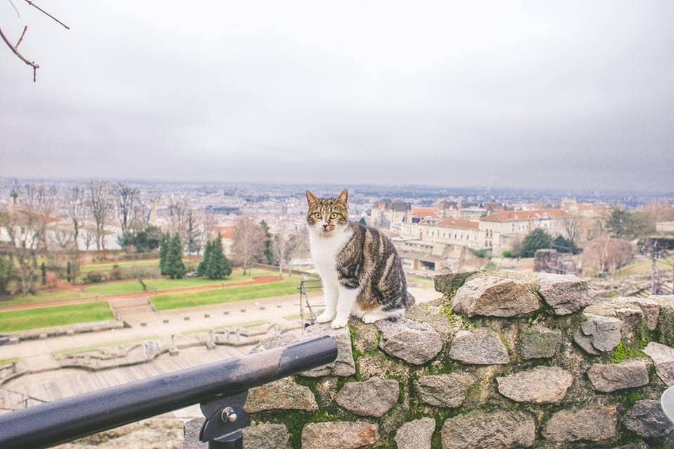 Lione, Francia: 14 consigli su cosa vedere e fare nel 2026 1 Veduta della città di Lione in Francia