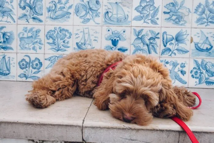 Portugal Lisbon: 41 Great Tips for Your Visit 9 rest at Miradouro Santa Catarina in Lisbon