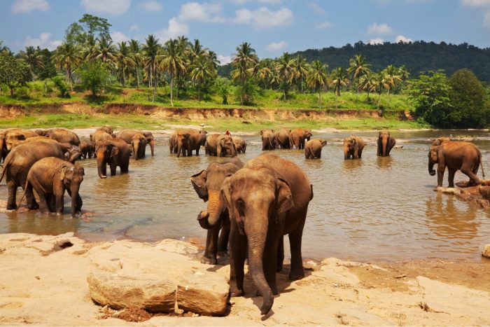 kam na dovolenku k moru v decembri - Srí Lanka 