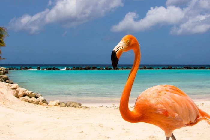 kam na dovolenou k moři v prosinci - Aruba