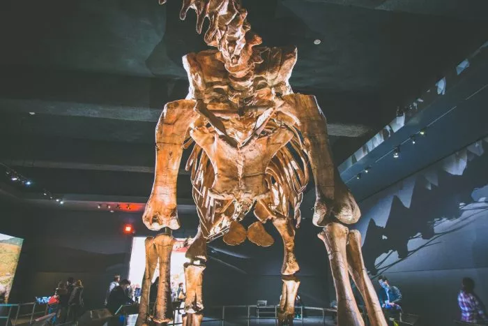 New York: 44 Best Things to Do and See 26 American Museum of Natural History