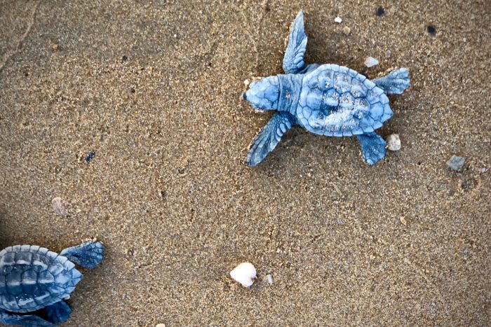 Kde najdete želvy Caretta Caretta na Zakynthosu? Na pláži Gerakas