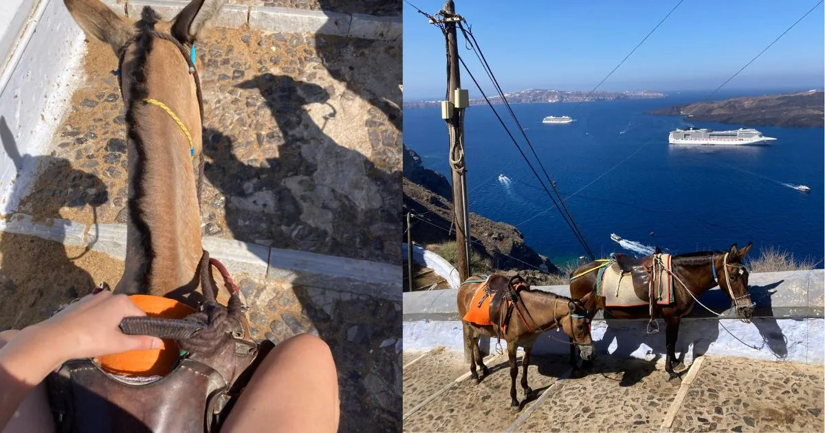 Oslíci na Santorini