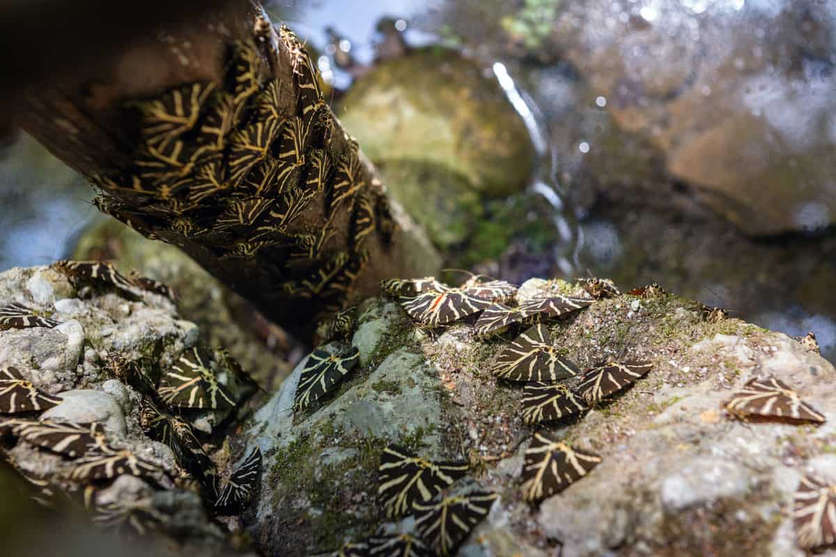 Rhodos Insect Rhodes, Greece: 21 Best Things to Do and See