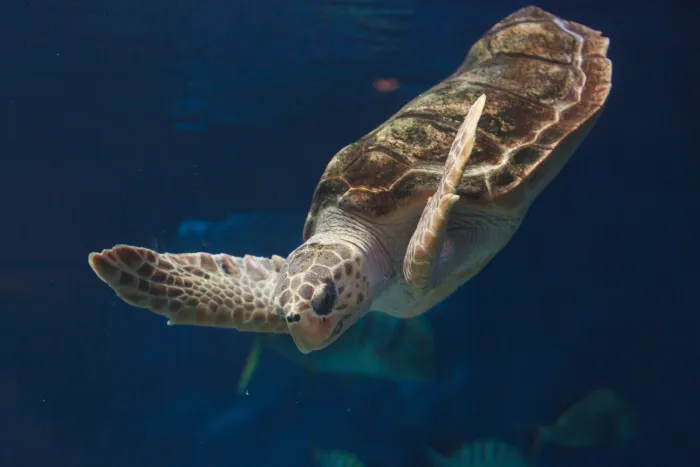 Zajímavosti Zakynthos: želva Caretta Caretta