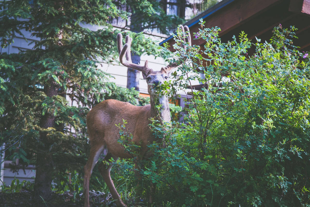 Parcul Național Banff din Canada: 12 sfaturi ce să vezi + informații practice 8 Parcul Național Banff: Ce animale poți vedea - elk