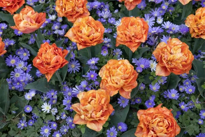 Tulipanes en Keukenhof