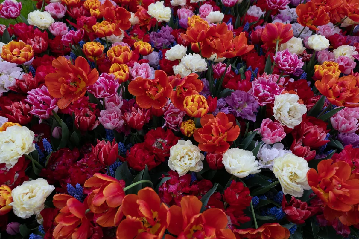 Keukenhof: Kam na tulipány v Holandsku