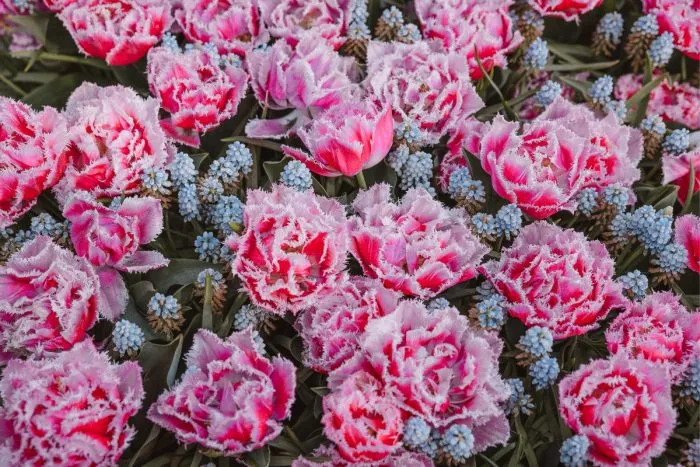 Keukenhof - excursión desde Ámsterdam