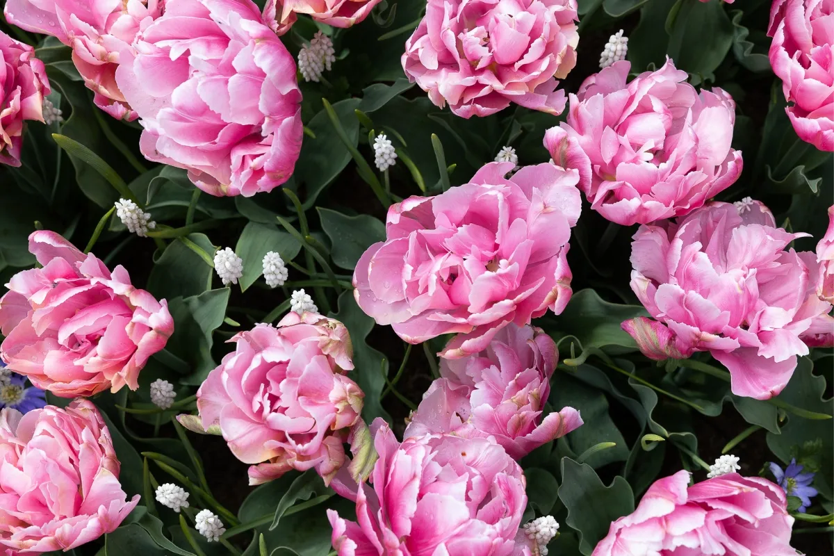 Keukenhof: Kam na tulipány v Holandsku v roce 2024