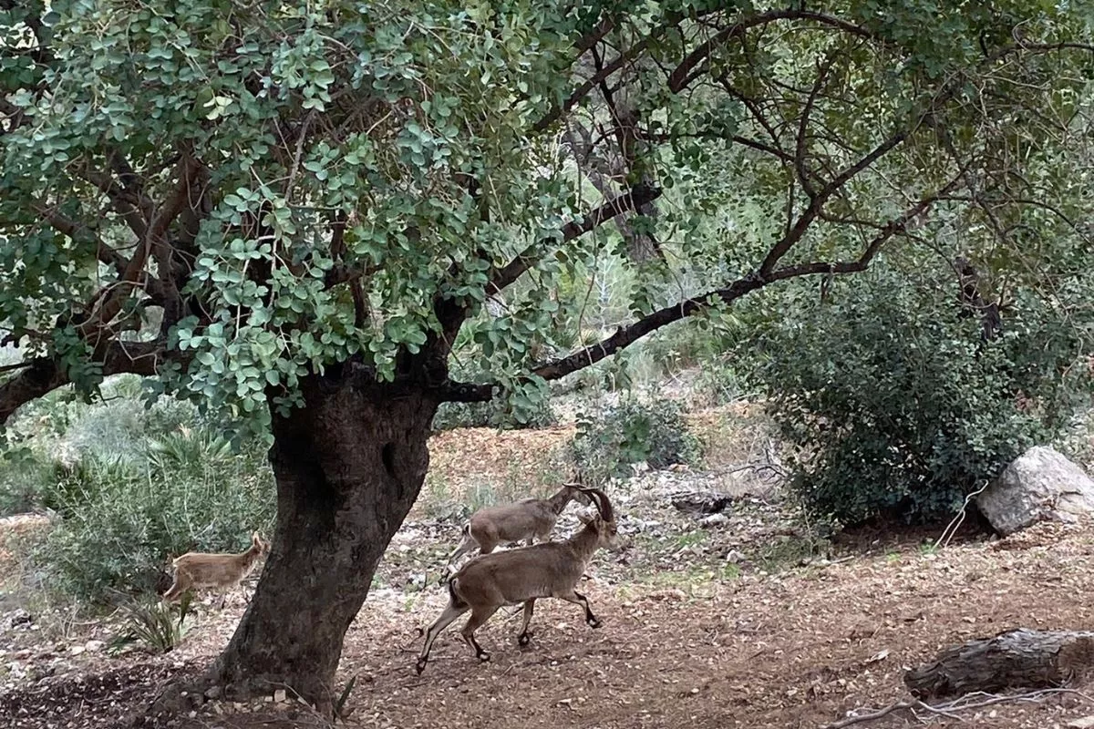 V oblasti chodníka žije množstvo zvierat.