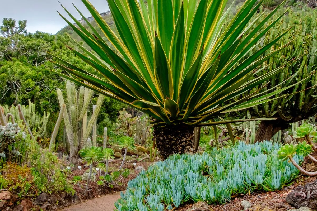 Orto Botanico del Monte Baldo 