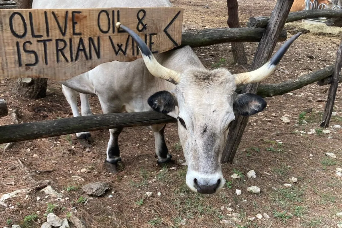 Istrijská farma na Kamenjaku
