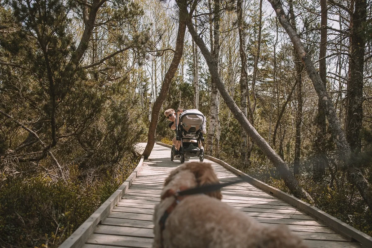Šumava con cochecito – Turbera Chalupská slať