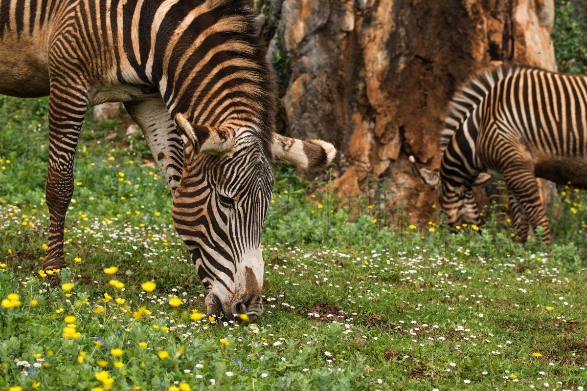 Parco Natura Viva