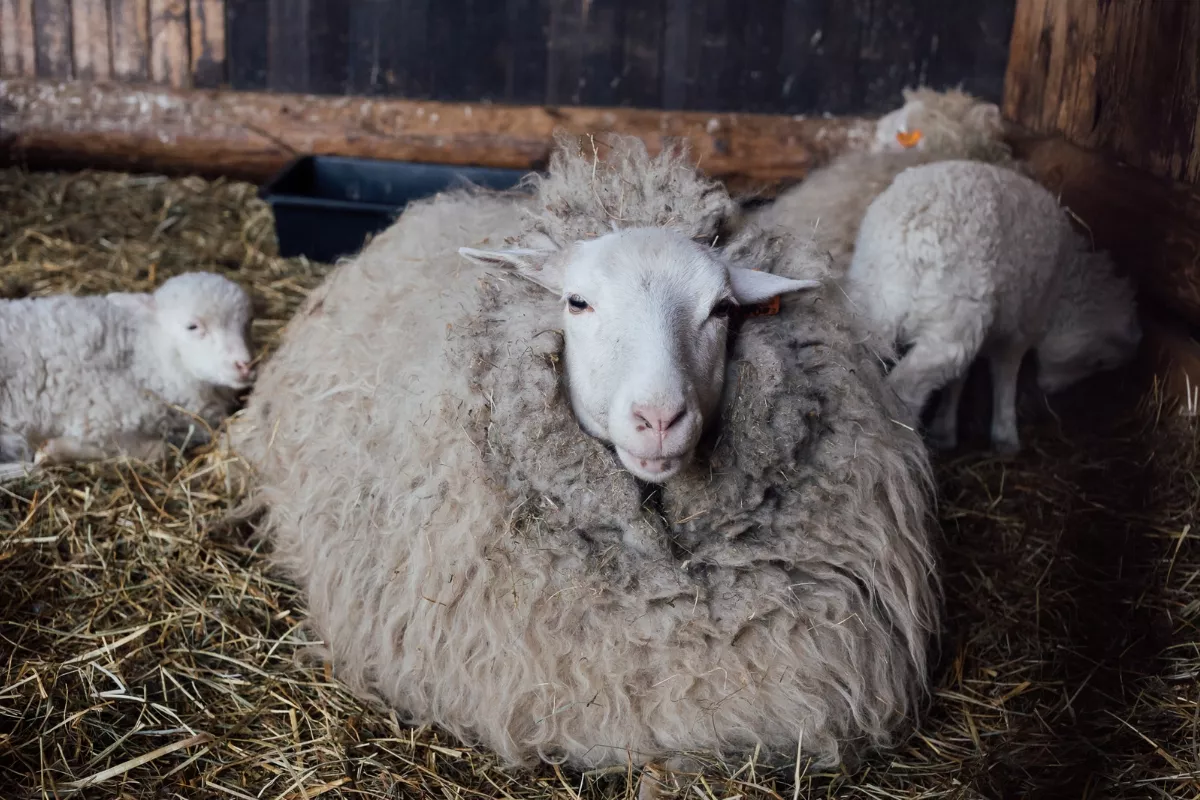 Wrocław, Polska: 31 wskazówek, co zobaczyć we Wrocławiu 13 Zoo, Wrocław, Polska