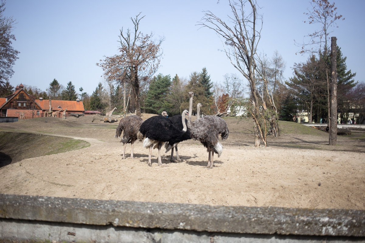 Zoo, Vratislav, Polsko