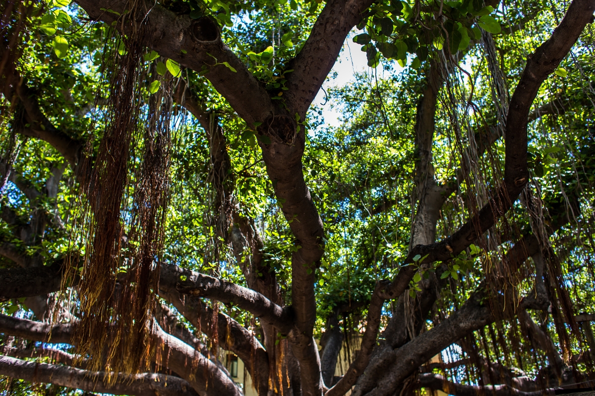 Banyan Tree, Maui, Havaj