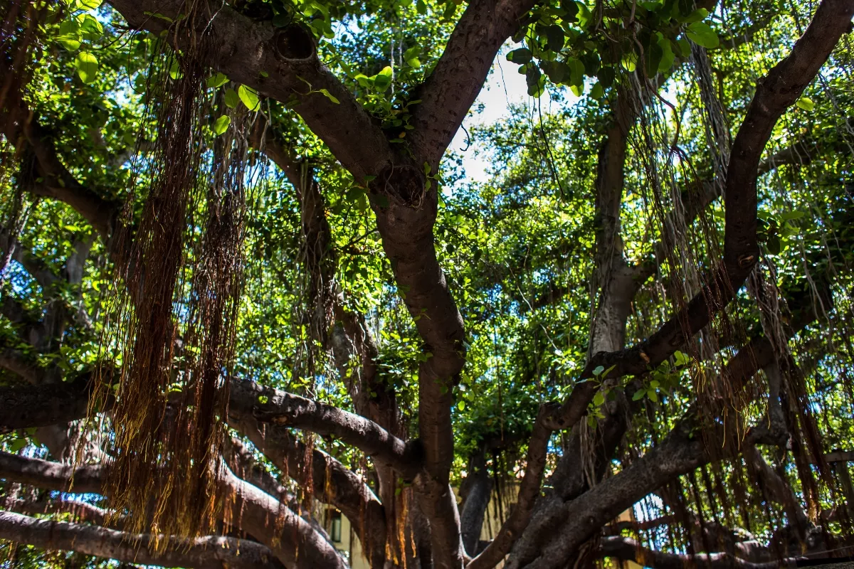 Banyan Tree, Maui, Hawaii
