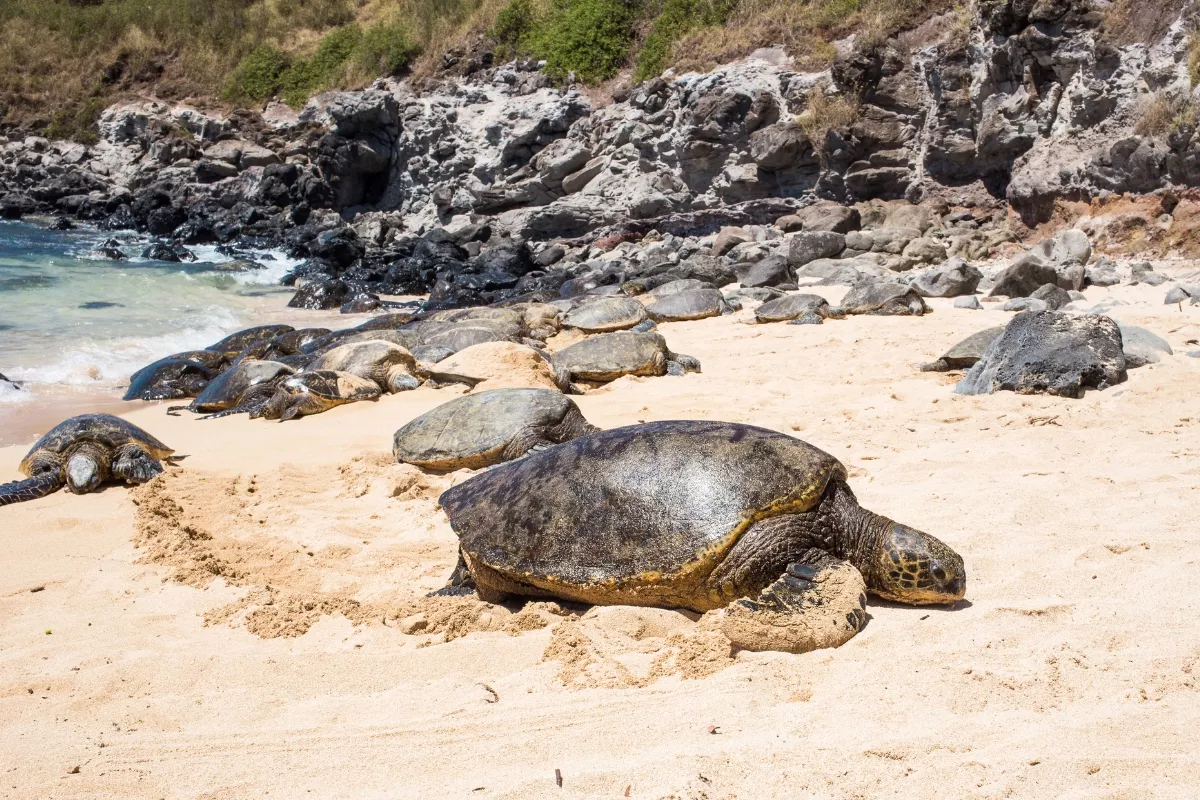 where to see turtles in Hawaii?
