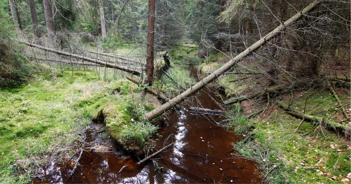 20 idées de vacances en République tchèque en 2026 14 Slavkovský les