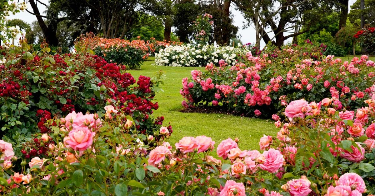 Giardino delle Rose