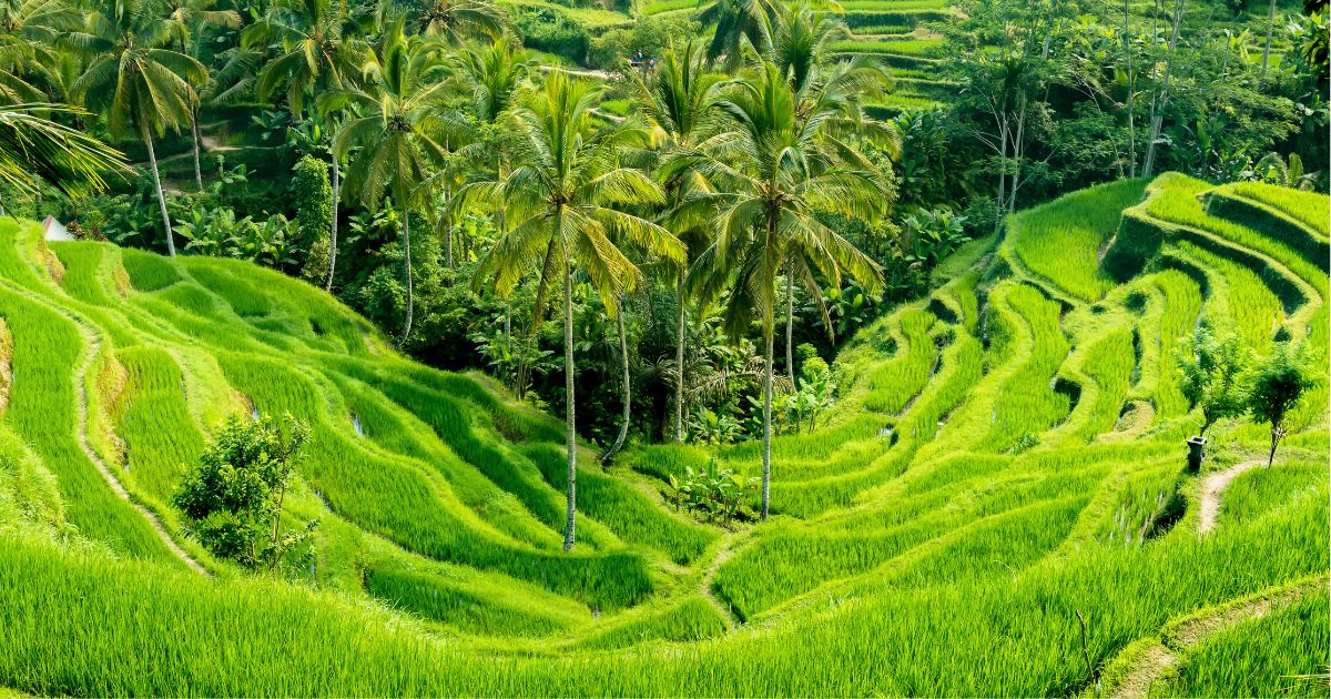 Tegallalang Rice Terraces