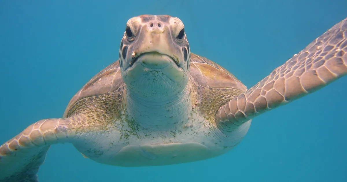 Buceo con tortugas en Dry Tortugas