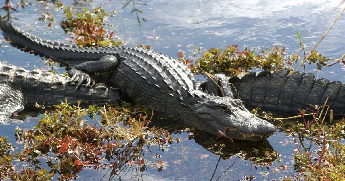 Everglades, qué ver en Florida