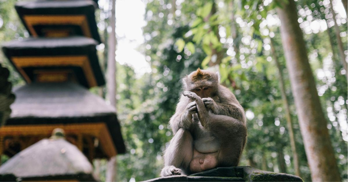 Monkey Forest