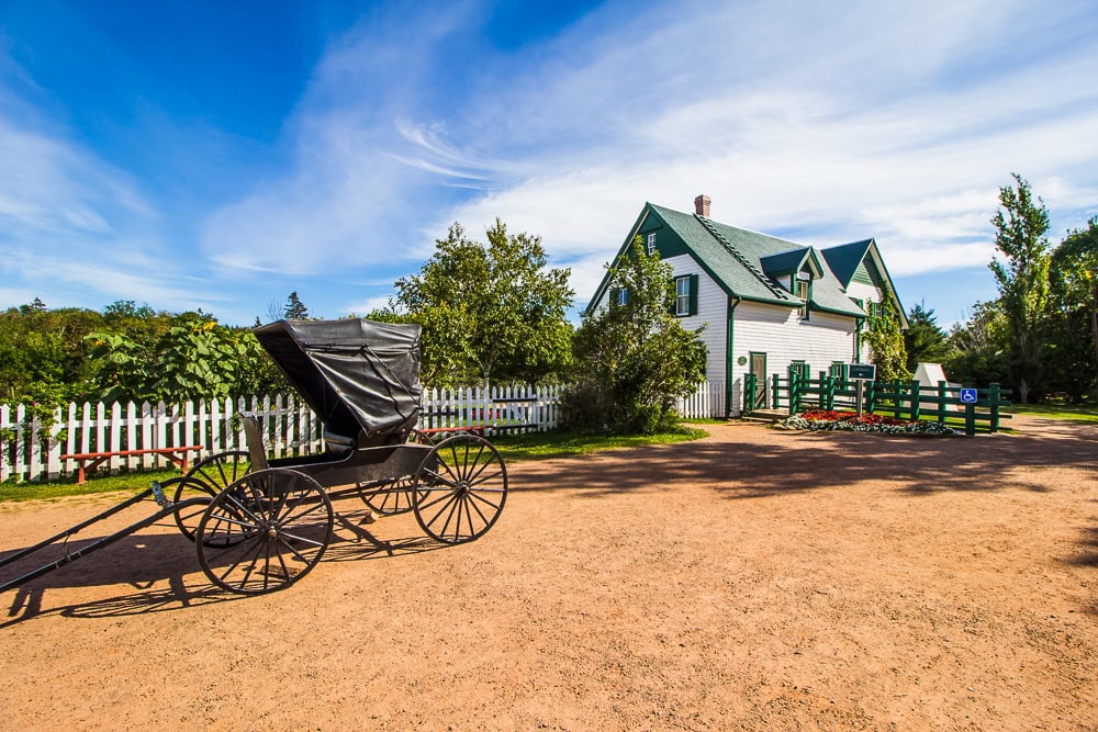 kocur pred zelenym domem