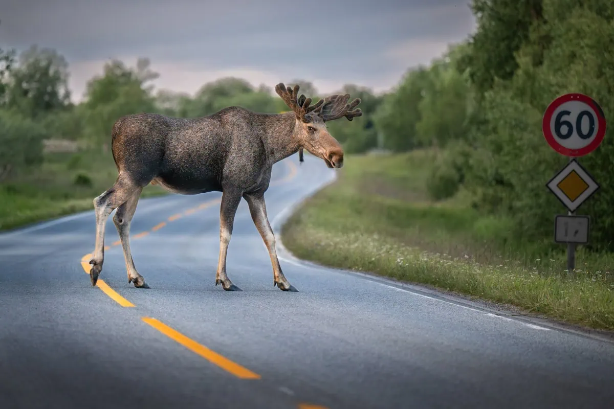 Na losy narazíte ještě častěji než třeba v Kanadě, kde jsme žili.
