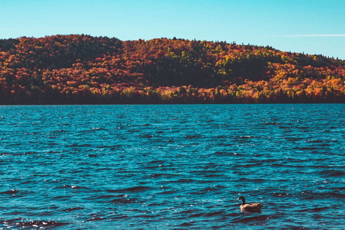 Ontário, Kanada: 35 tipů, co vidět a dělat 30 Podzimní barvy v Algonquin Provincial Park