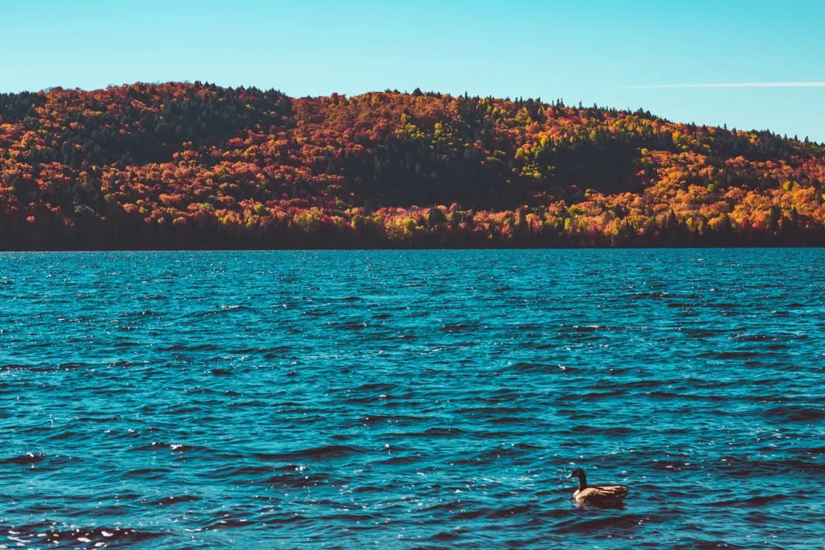 Colores otoñales en Algonquin Provincial Park