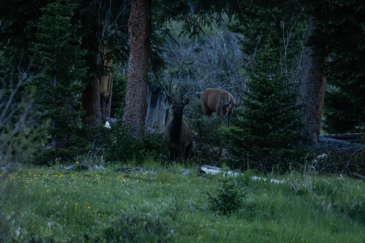 Stado wapiti na louce v Rocky Mountain National Park