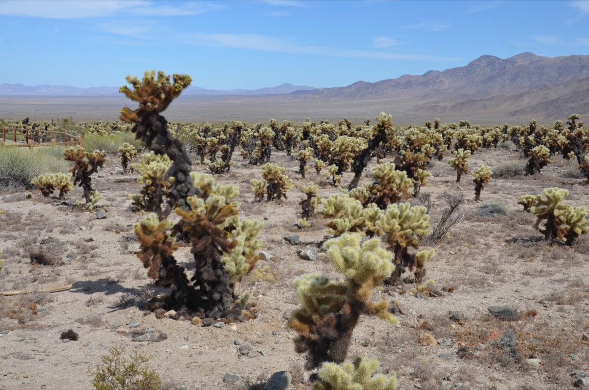 Zahrada kaktusu Cholla Cactus Garden