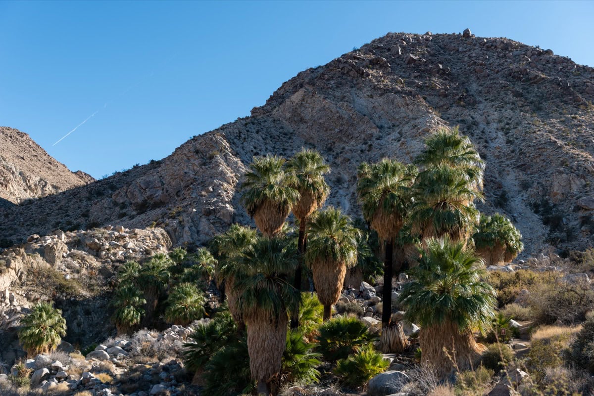 Skryta oaza palem 49 Palms Oasis