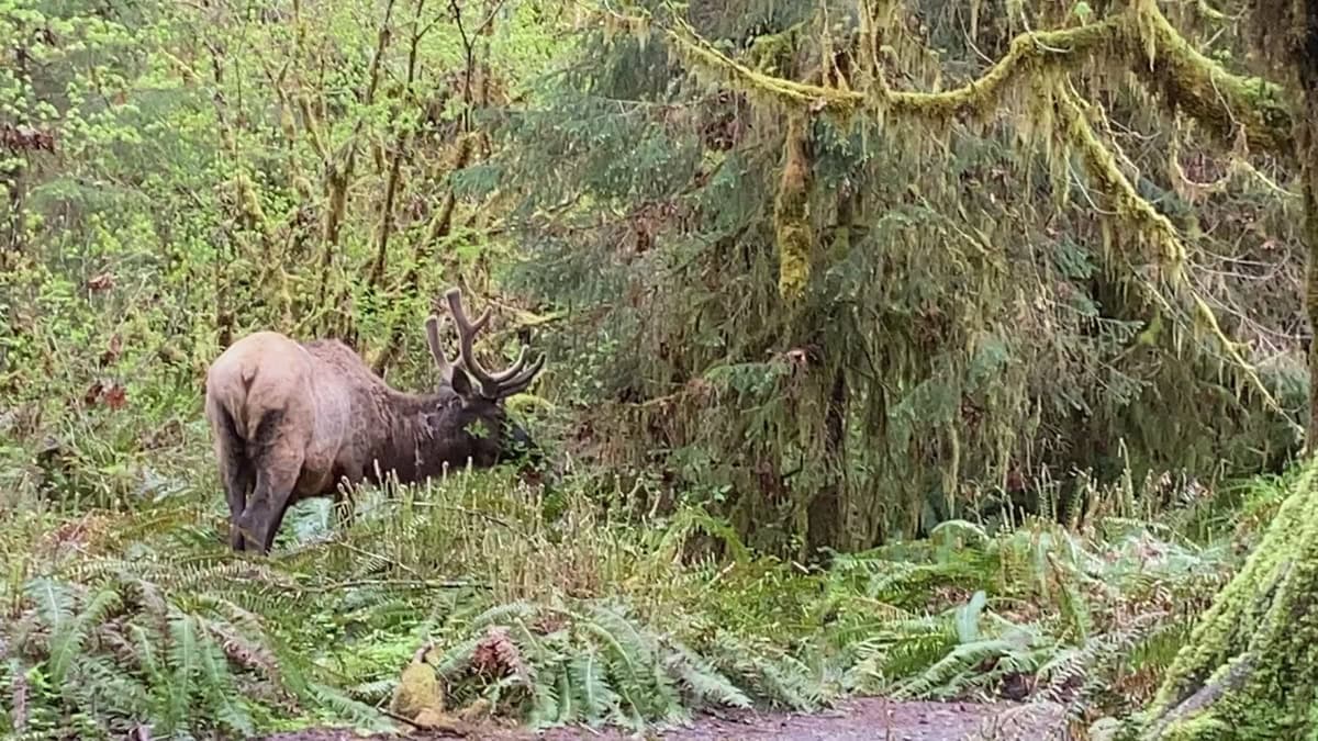 Olympic National Park, Washington SUA: 15 locuri de văzut și lucruri de făcut 12 Cerbul Roosevelt elk in Olympic National Park