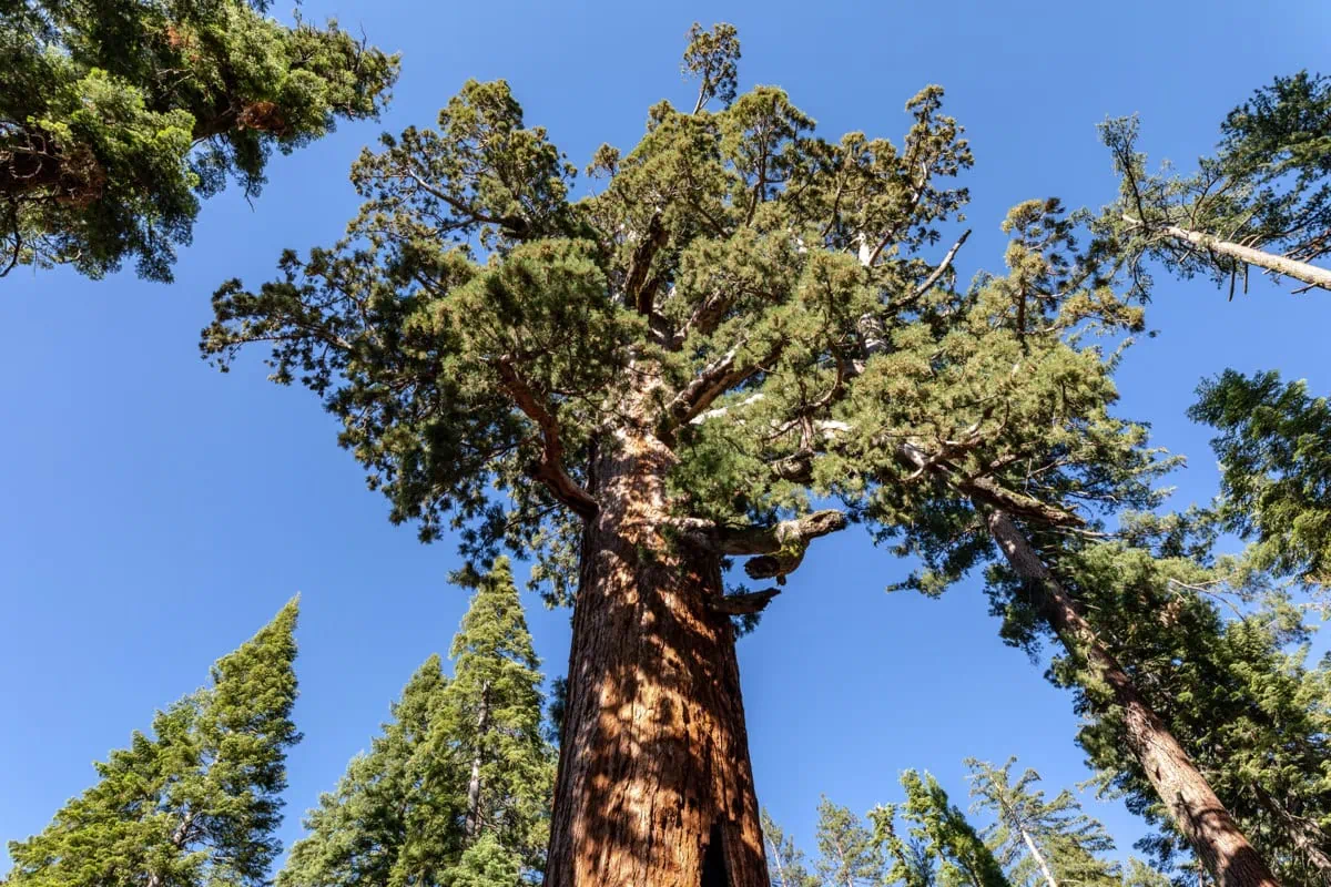 Obri sekvoje v haji Mariposa Grove
