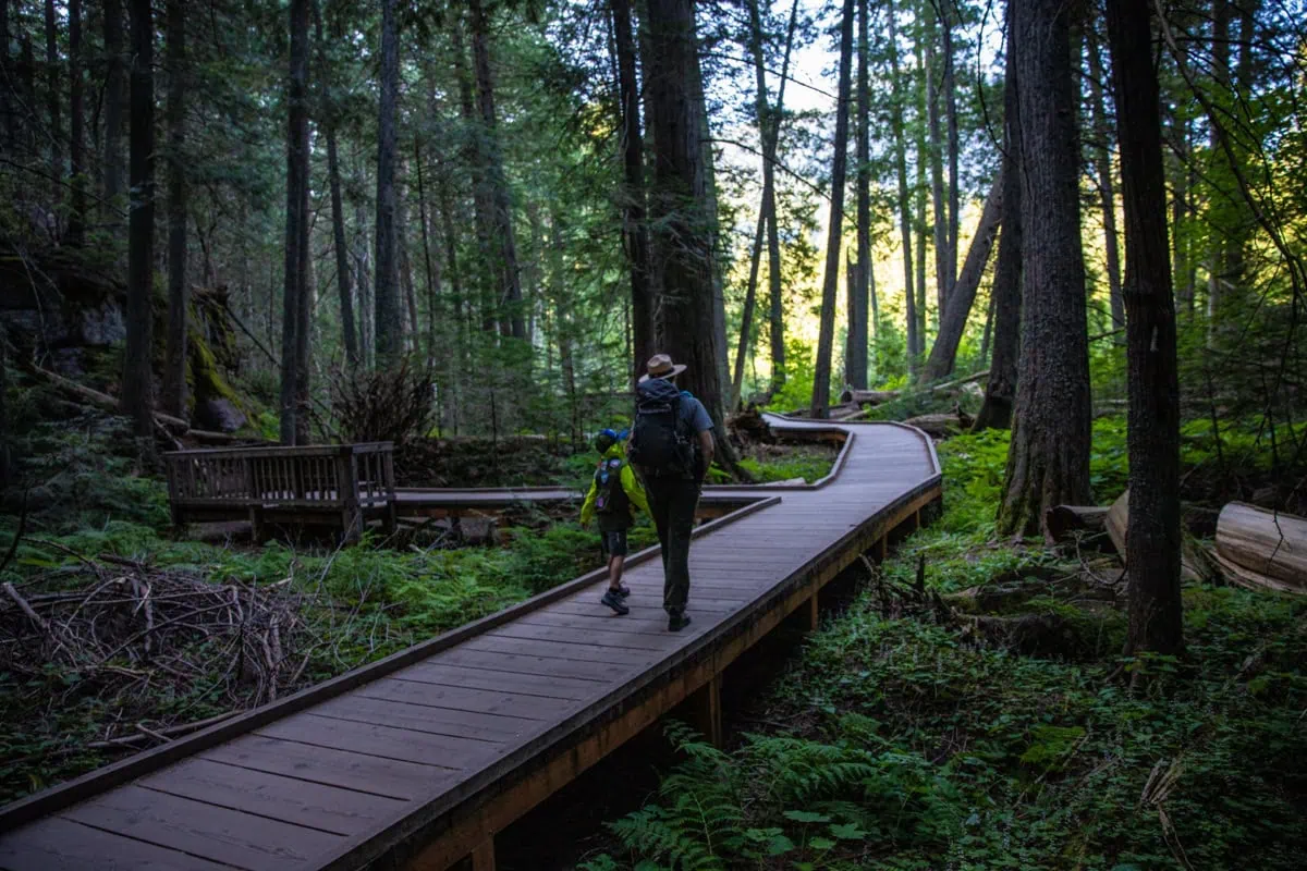 Stezka Trail of the Cedars pralesem cedru