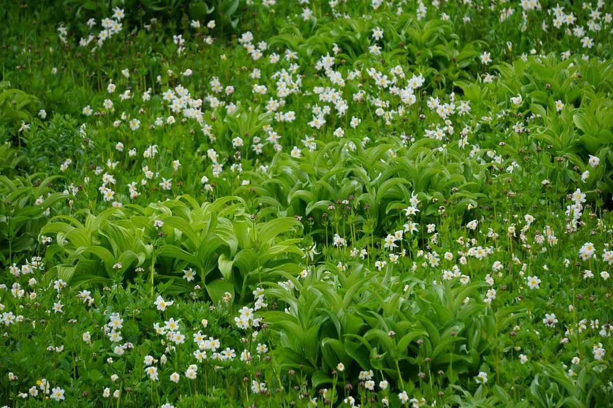 Kvetouci louky Paradise pod Mount Rainier