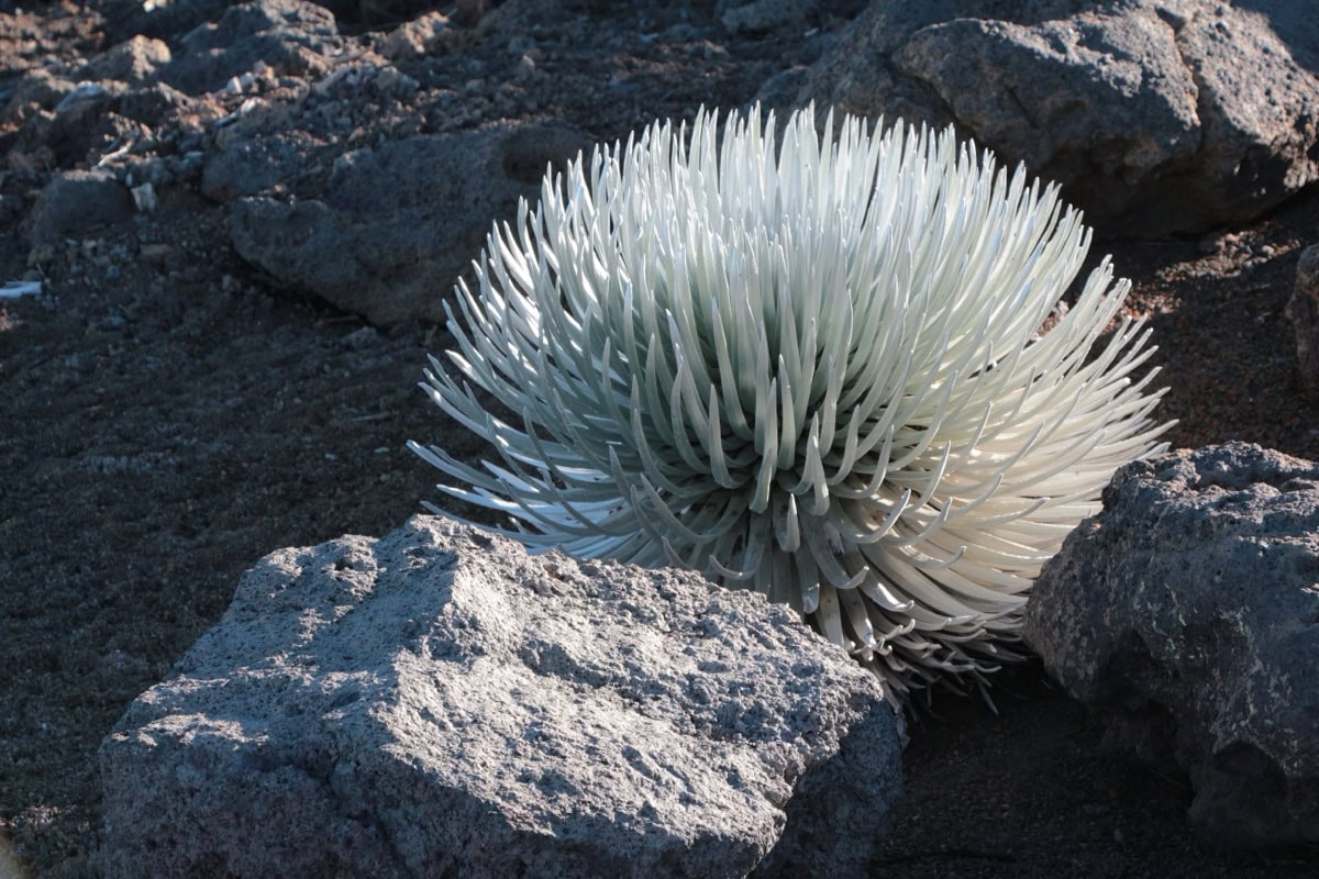 Haleakalā National Park, Maui: Ghid — 15 lucruri de văzut și trăit 5 Planta rara silversword in craterul Haleakala