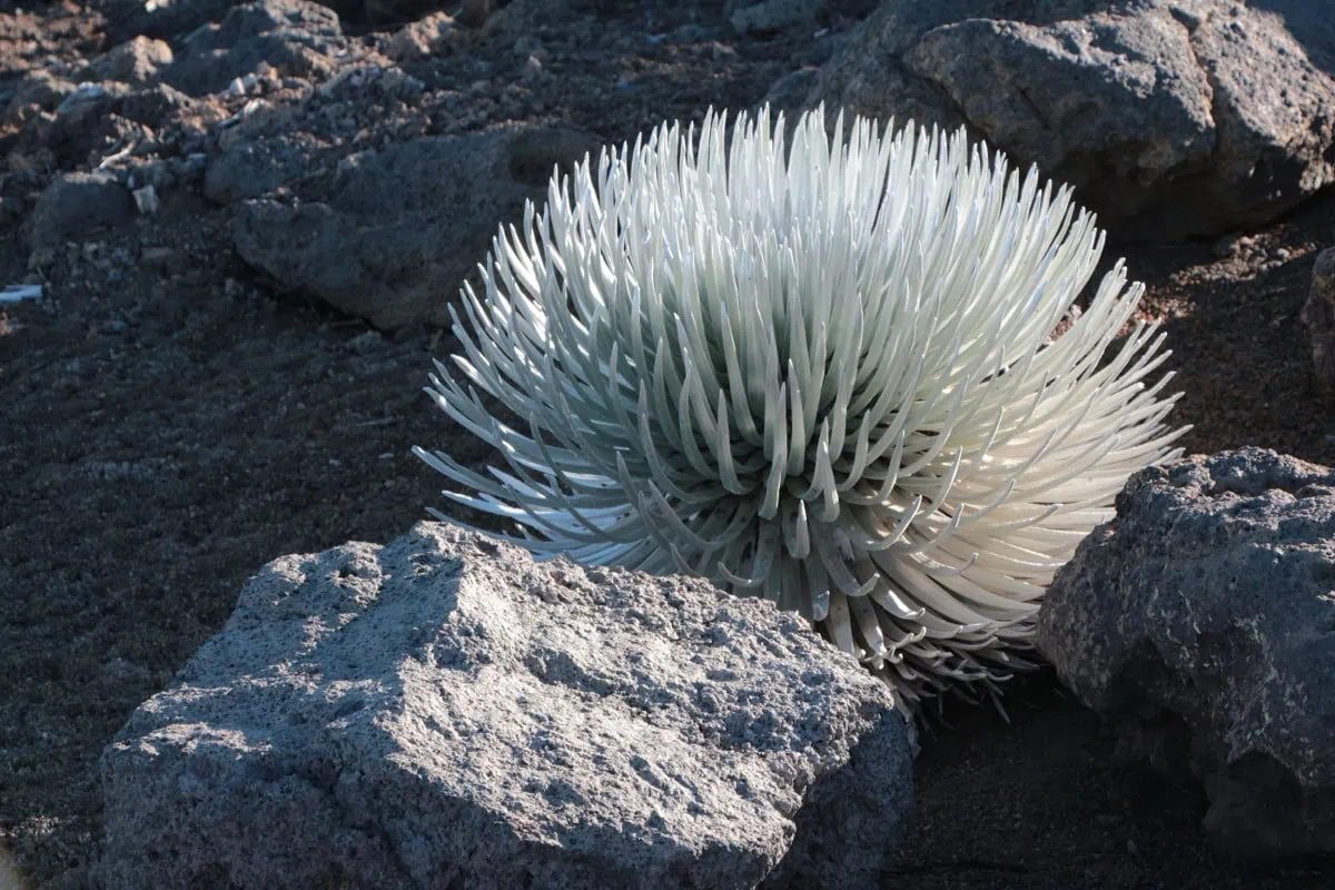 Vzacna rostlina silversword v krateru Haleakaly