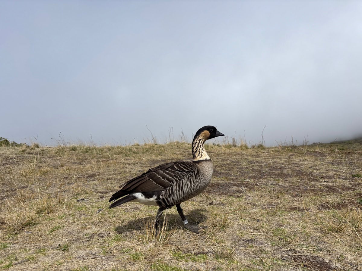 Haleakalā National Park, Maui: Ghid — 15 lucruri de văzut și trăit 14 Gasca nene, cea mai amenintata gasca din lume, in parcul Haleakala