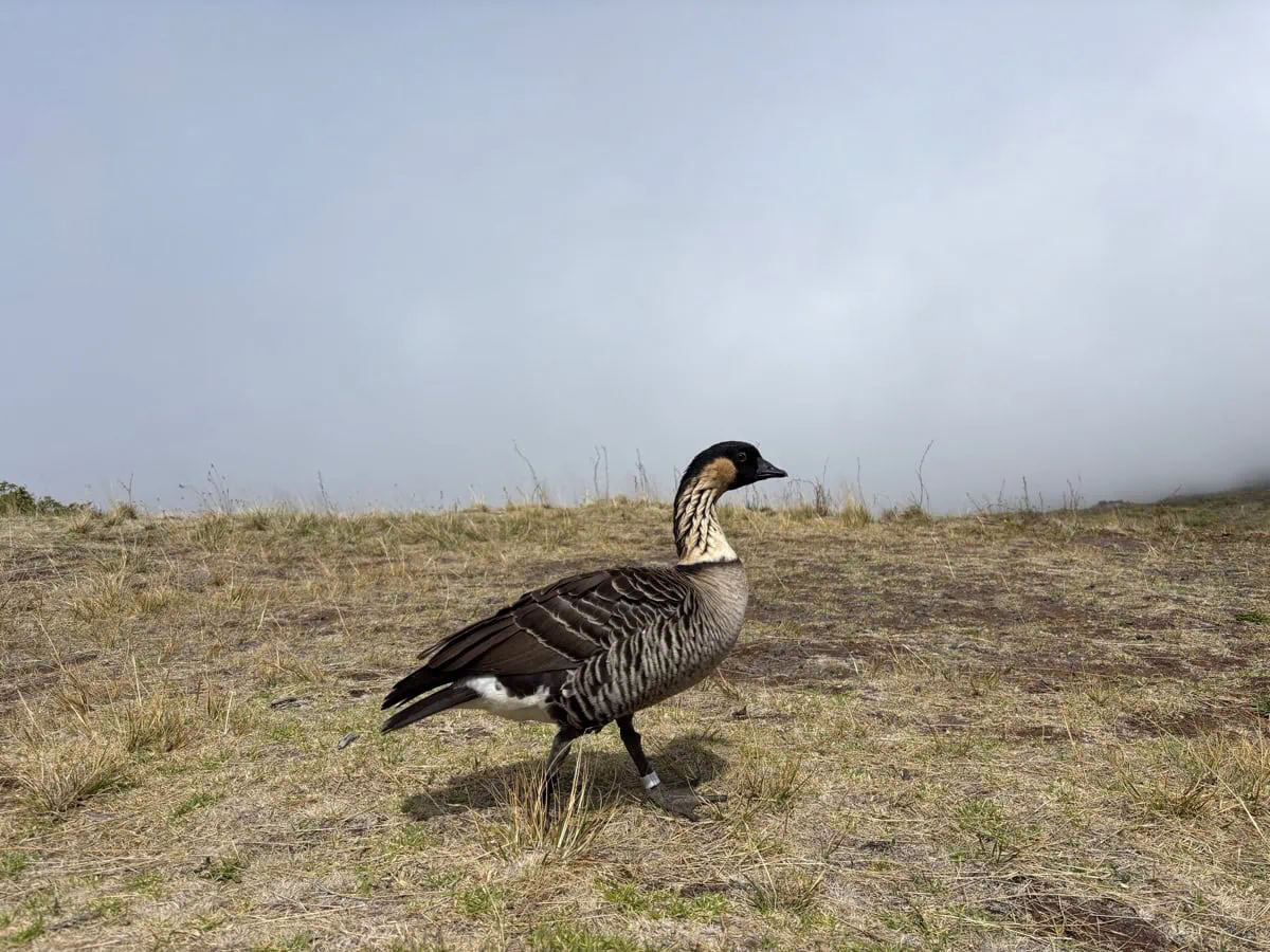 Husa nene, nejohrozenejsi husa sveta, v parku Haleakala