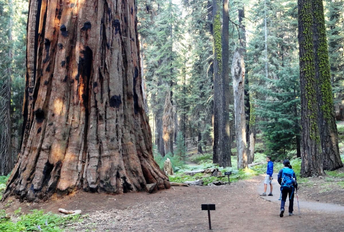 Sequoia National Park, California: 15 lucruri de văzut și făcut 3 Poteca Congress Trail printre secvoi uriase