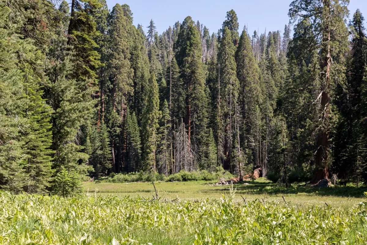 Horska louka Crescent Meadow obklopena sekvojemi