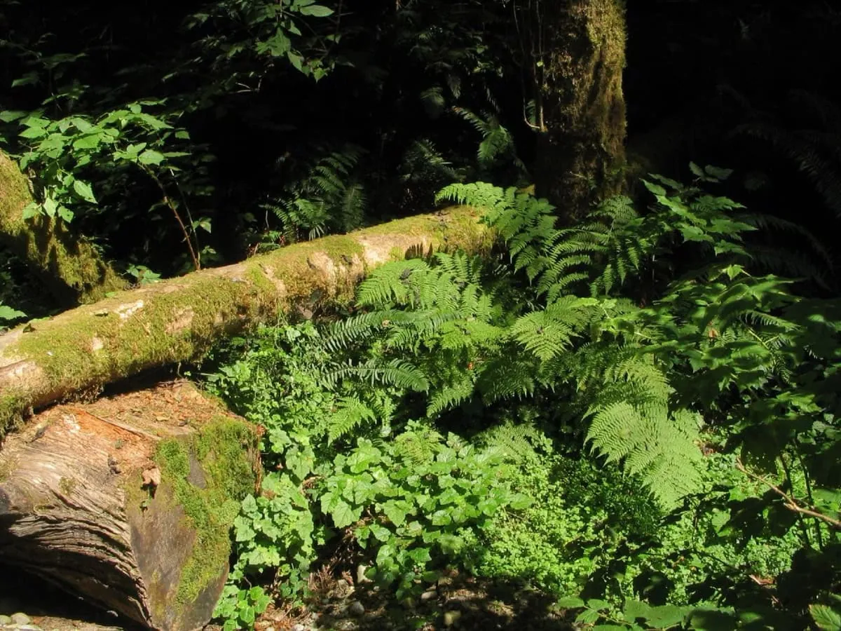 Kanon Fern Canyon porosly kapradim